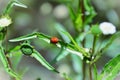 A Cycloneda sanguinea walking on the branch of the plant Royalty Free Stock Photo