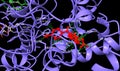 Cyclooxygenase-2 bound to non-selective inhibitor, indomethacin (red), with the interacting residues labeled.