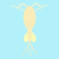 Cyclop -water flea - small planktonic animal