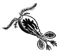 Cyclops communis Water Flea, vintage illustration