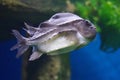 Cyclopterus lumpus, the lumpsucker or lumpfish Royalty Free Stock Photo