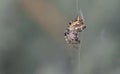 Cyclosa spider, Greece