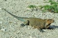 Cyclura ricordi, commonly known as the Hispaniolan ground iguana