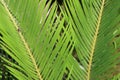 Cycus or sago palm leaves as background Royalty Free Stock Photo
