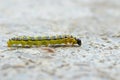 Cydalima perspectalis caterpillar