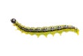 Cydalima perspectalis caterpillar of the boxwood moth isolated on white background