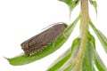 Cydia nigricana the pea moth, is a moth of the family Tortricidae. It common pest of pea crops