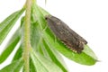 Cydia nigricana the pea moth, is a moth of the family Tortricidae. It common pest of pea crops