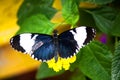 Cydno Longwing. blue black and white butterfly Royalty Free Stock Photo