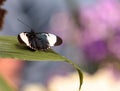 Cydno longwing butterfly, Heliconius cydno Royalty Free Stock Photo