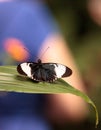 Cydno longwing butterfly, Heliconius cydno Royalty Free Stock Photo