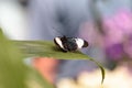 Cydno longwing butterfly, Heliconius cydno Royalty Free Stock Photo