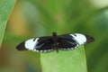 Cydno longwing butterfly Royalty Free Stock Photo