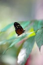 The Cydno longwing butterfly on a leaf Royalty Free Stock Photo