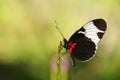 Cydno Longwing Butterfly (Underside) Royalty Free Stock Photo