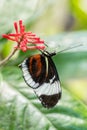 Cydno Longwing - Heliconius cydno Royalty Free Stock Photo