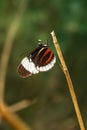 Cydno Longwing - Heliconius cydno Royalty Free Stock Photo