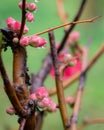 Cydonia or Chaenomeles japonica or Maule\'s quince.