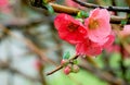 Cydonia or Chaenomeles japonica or Maule\'s quince.