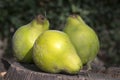 Cydonia oblonga fruits on wooden stump