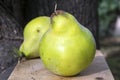 Cydonia oblonga fruits on wooden stump