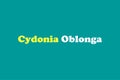 Cydonia Oblonga medicinal element typography text vector design.