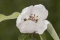 Cydonia oblonga quince white flower of large size and large petals with huge stamens of brown hairy leaves on green orchard