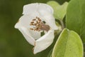 Cydonia oblonga quince white flower of large size and large petals with huge stamens of brown hairy leaves on green orchard