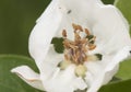 Cydonia oblonga quince white flower of large size and large petals with huge stamens of brown hairy leaves on green orchard