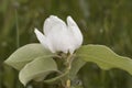 Cydonia oblonga quince white flower of large size and large petals with huge stamens of brown hairy leaves on green orchard