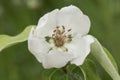 Cydonia oblonga quince white flower of large size and large petals with huge stamens of brown hairy leaves on green orchard