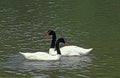 CYGNE A COU NOIR cygnus melanocoryphus Royalty Free Stock Photo