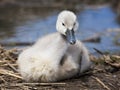 Cygnet