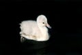 Cygnet