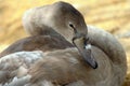 Cygnet at Abbotsbury Swannery