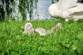 Cygnet baby swan lifts its head up from the grass where it is sitting down, near a lake. Close up Royalty Free Stock Photo