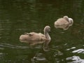 Cygnet baby swans play in the water