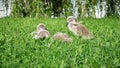 Cygnet flapping its tiny wings, inside a group of mute swan young chicks sitting down in green grass