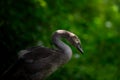 Cygnet in Forest Setting