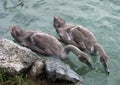 Cygnet on lake Bled, Slovenia