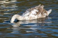 Cygnet mute swan diving below the water searching for food Royalty Free Stock Photo