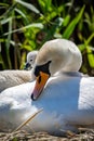 A Swan and Cygnet