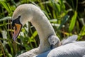 A Swan and Cygnet