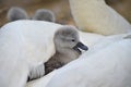 Cygnet nestling in feathers of adult, Abbotsbury Swannery Royalty Free Stock Photo