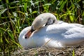 A Cygnet Nuzzled on Mums Back Whilst Sitting on the Nest