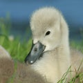 Cygnet portrait Royalty Free Stock Photo