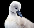 Cygnet portrait Royalty Free Stock Photo