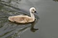 Cygnet on the river stour throop june Royalty Free Stock Photo