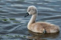 Cygnet, small baby swan swimming in river Royalty Free Stock Photo