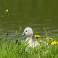 A cygnet is standing